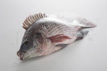 Fresh Nile tilapia fish — Stock Photo