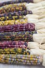 Varios mazorcas de maíz de colores - foto de stock