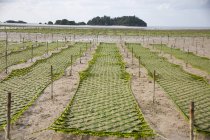 An algae garden on the island of Okinawa, Japan — Stock Photo