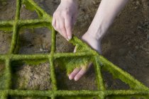 Vista de primer plano del marco de levantamiento de manos con algas - foto de stock