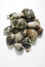 Closeup view of clams heap on white surface — Stock Photo