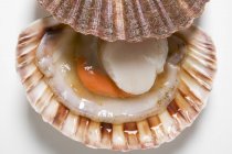 Closeup view of one opened scallop on white surface — Stock Photo