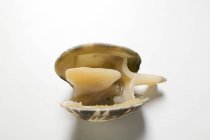 Nahaufnahme einer geöffneten Muschel auf weißer Oberfläche — Stockfoto