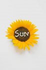 SUN scritto in semi di girasole — Foto stock