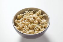 Chick-pea sprouts — Stock Photo