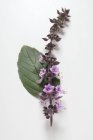 Épi de basilic aux fleurs violettes — Photo de stock