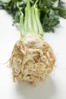 A celeriac root with green leaves on white background — Stock Photo