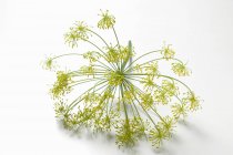 Cabeza de flor de eneldo - foto de stock