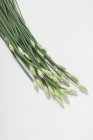 Зеленый чесночный лук — стоковое фото