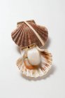 Closeup view of opened scallop on white surface — Stock Photo