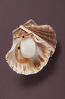 Closeup top view of opened scallop on scallop fixed with rubber band — Stock Photo