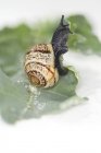 Крупним планом вид однієї равлики, що повзає на капустяному листі — стокове фото