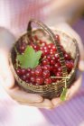 Hands holding basket of redcurrants — Stock Photo