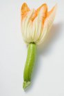 Calabacín fresco con flor - foto de stock