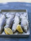 Fresh trout with lemon and parsley — Stock Photo