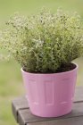 Thyme growing in flowerpot — Stock Photo