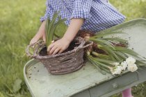 Visão inclinada diurna da criança plantando Narciso em uma cesta de vime — Fotografia de Stock