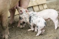 Daytime cropped view of pig with piglets — Stock Photo