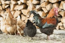 Vue diurne des poules et du coq près de la pile de bois — Photo de stock