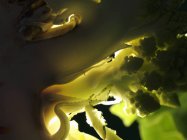 Свежий романский брокколи — стоковое фото