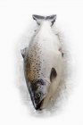 Тасманийский лосось на льду — стоковое фото