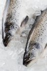 Два тасманских лосося — стоковое фото