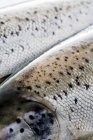 Два тасманских лосося — стоковое фото