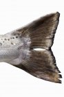 Tail fin of a Tasmanian salmon — Stock Photo