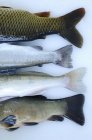 Хвостовые плавники различных пресноводных рыб — стоковое фото