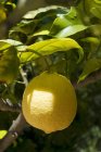 Lemon growing on tree — Stock Photo