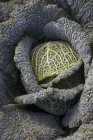 Савойская капуста растет в поле — стоковое фото