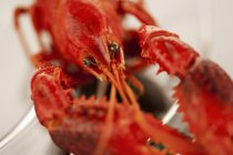 Vista close-up de lagostins de água doce cozidos — Fotografia de Stock