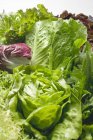 Lechugas frescas y verduras para ensaladas - foto de stock