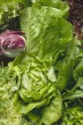 Lattuga fresca e foglie di insalata — Foto stock