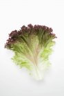 Frisches Lollo Rosso Salatblatt — Stockfoto