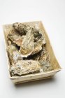 Frische Austern im Hackschnitzelkorb — Stockfoto