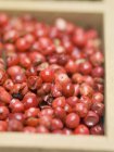 Cors de poivrons rouges séchés — Photo de stock