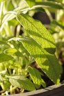 Sage growing in pot — Stock Photo