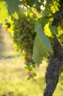 Виноград, що росте на рослині — стокове фото