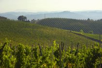 Вид на виноградник поместья Вилла Пилло, Тоскана, Италия — стоковое фото