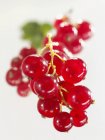 Ripe Redcurrants with leaf — Stock Photo
