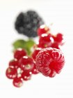 Raspberry with redcurrants and blackberry — Stock Photo