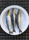 Fresh sardines in bowl — Stock Photo