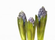 Three hyacinths blossoms with leaves on white background — Stock Photo