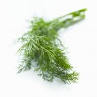Sprig of fresh dill — Stock Photo