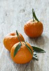 Спелые мандарины с листьями — стоковое фото
