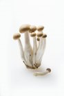 Buna Shimeji Pilze auf einem weißen — Stockfoto
