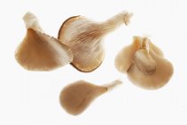 Funghi ostrica freschi — Foto stock