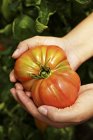 Mains féminines tenant Oxheart tomate — Photo de stock