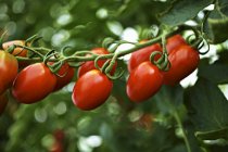 Tomates ecológicos maduros - foto de stock
